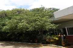 Murraya paniculata